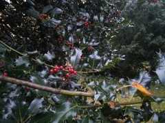 Ilex aquifolium