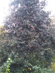 Ilex aquifolium