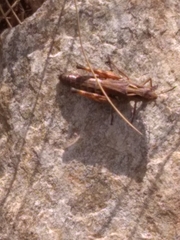 Stenobothrus ursulae