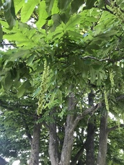 Pterocarya