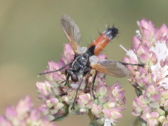 Cylindromyia brassicaria