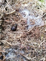 Callobius claustrarius