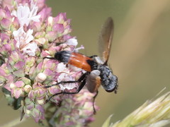 Cylindromyia brassicaria