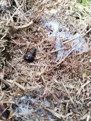 Callobius claustrarius