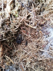 Callobius claustrarius