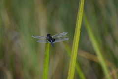 Celithemis martha