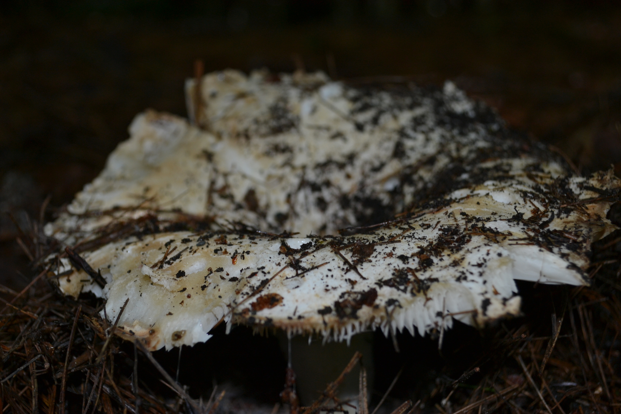 Russula brevipes image