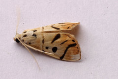 Pycnarmon radiata