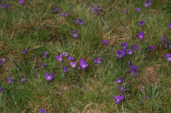 Viola calcarata