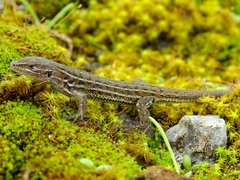 Psammodromus occidentalis