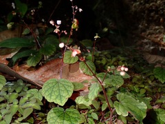 Begonia sinuata