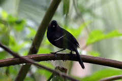 Pyriglena leucoptera