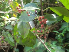 Rhamnus napalensis