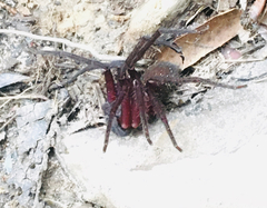 Araneae