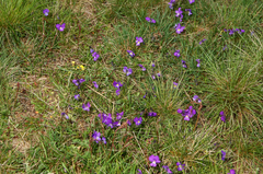 Viola calcarata