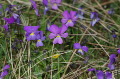 Viola calcarata