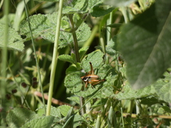 Eupholidoptera megastyla