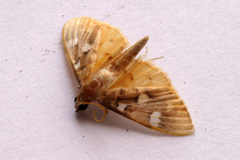 Cotachena histricalis