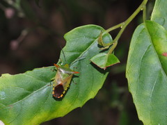 Acanthosoma firmatum