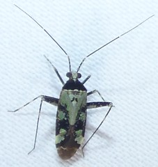 Phytocoris nigricollis