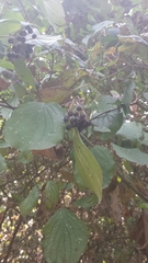 Cornus sanguinea