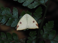 Topomesoides jonasii