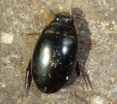 Thermonectus basillaris
