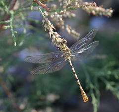 Onychogomphus lefebvrii