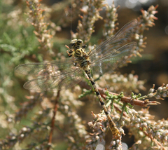 Onychogomphus lefebvrii