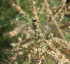 Onychogomphus lefebvrii
