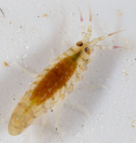 Calliopius laeviusculus