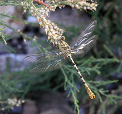 Onychogomphus lefebvrii
