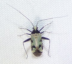 Phytocoris nigricollis