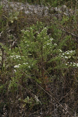Symphyotrichum ericoides ericoides