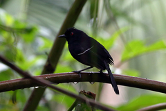 Pyriglena leucoptera