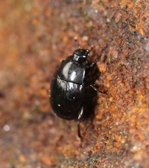Gnathoncus nannetensis