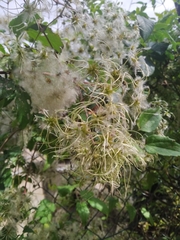 Clematis vitalba