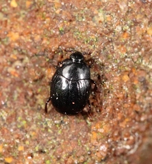 Gnathoncus nannetensis
