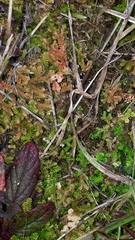 Selaginella helvetica