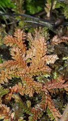 Selaginella helvetica