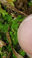 Selaginella helvetica