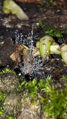 Mucor mucedo