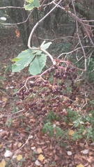 Sambucus nigra
