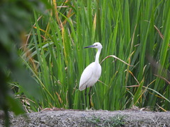 Egretta garzetta