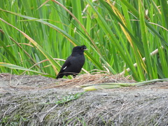 Acridotheres cristatellus