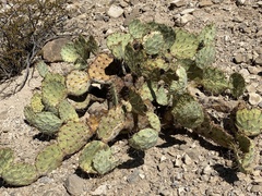 Opuntia arizonica