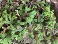 Selaginella repanda