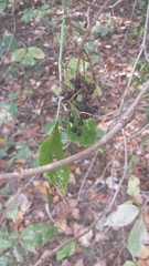 Viburnaceae