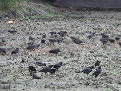 Acridotheres cristatellus