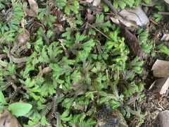 Selaginella repanda